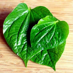 Maghai Paan/Betel Leaf - Medicinal & Aromatic Plants -Care Flowering Shop 1. Paan4