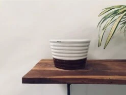 Care Flowering Shop 6 Love Bite Proto - White And Brown