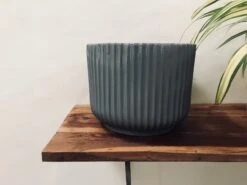 Pheonix - Grey -Care Flowering Shop 110LMG