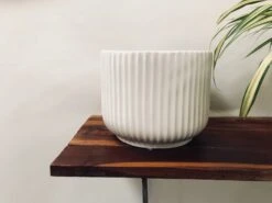 Pheonix - White -Care Flowering Shop 110LMW