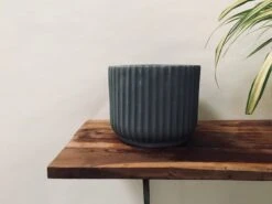 Pheonix - Grey -Care Flowering Shop 110MMG