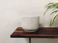 Pheonix - White -Care Flowering Shop 110MMW