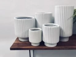 Dark Affinity - White