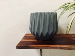 Precious Horcrux - Grey 6 Precious Horcrux - Grey -Care Flowering Shop 112LMG