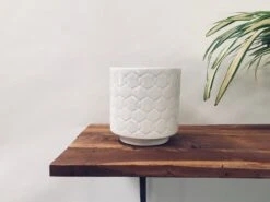 Loved Flowers - White -Care Flowering Shop 115MMW