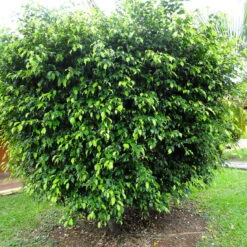 Ficus Benjamina Gold - Indoor/Outdoor Ornamental Plants -Care Flowering Shop 197676