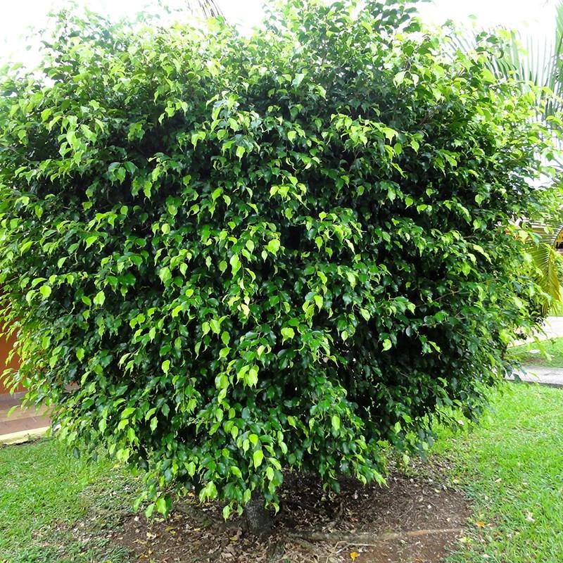 Ficus Benjamina Blackie - Indoor/Outdoor Plants 2 Ficus Benjamina Blackie - Indoor/Outdoor Plants - Image 2