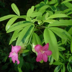 Ravenia Spectabilis, Pink - Flowering Shrubs -Care Flowering Shop 1992016669 Lemonia Ravenia spectabilis