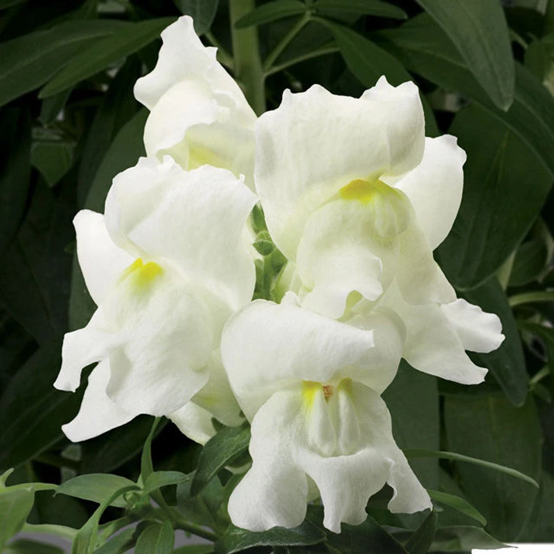 Antirrhinum White- SEASONALS 1 Antirrhinum White- SEASONALS