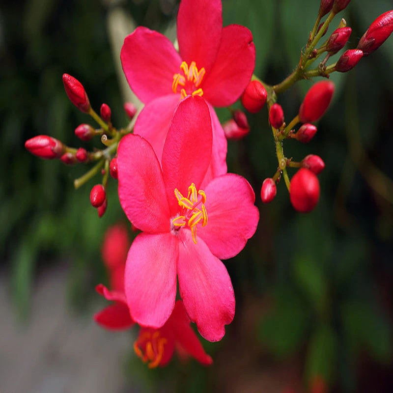 Jatropha Red - Flowering Shrubs 2 Jatropha Red - Flowering Shrubs - Image 2