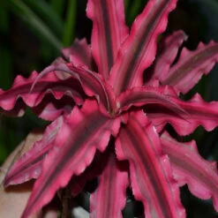 Cryptanthus Red - Indoor Plants