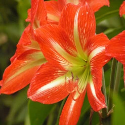 Amaryllis Lily Red - Flowering Plants -Care Flowering Shop 1 21e3f5e0 28ee 496a afa1 3bd79d32c069