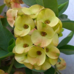 Euphorbia Milii/Crown Of Thorns New Hybrids Yellow - Cacti & Succulant
