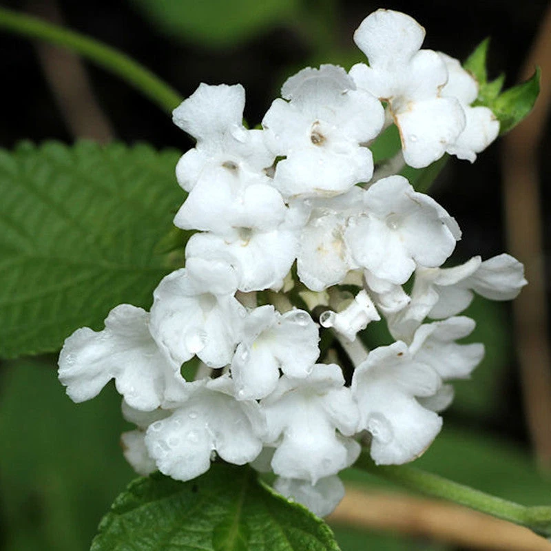 Lantana White - Flowering Shrubs 1 Lantana White - Flowering Shrubs
