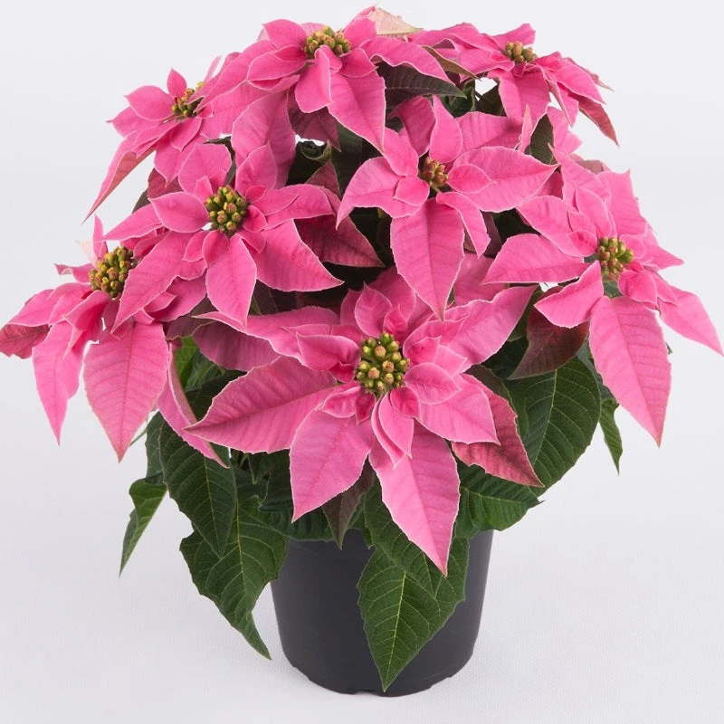 Poinsettia Pink - SEASONALS 1 Poinsettia Pink - SEASONALS