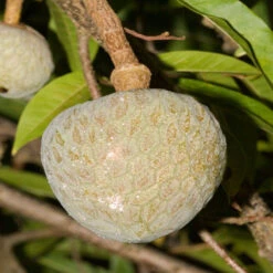 Bullock Heart/Ramphal (Grafted)- Fruit Plants & Tree