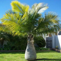 Champagne Palm - Palms 7 Champagne Palm - Palms -Care Flowering Shop 1 3ded4c77 35d6 43f7 b827 1e220256d17d