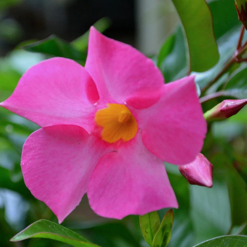 Mandevilla Pink Single - Creepers & Climbers 1 Mandevilla Pink Single - Creepers & Climbers