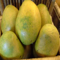 Care Flowering Shop 16 Mango Himayat(Grafted)- Fruit Plants & Tree