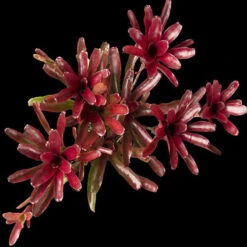 Neoregelia Fire Ball - Indoor Plants -Care Flowering Shop 1 545fc4dc 3233 4f59 ae35 c2db2de776ba