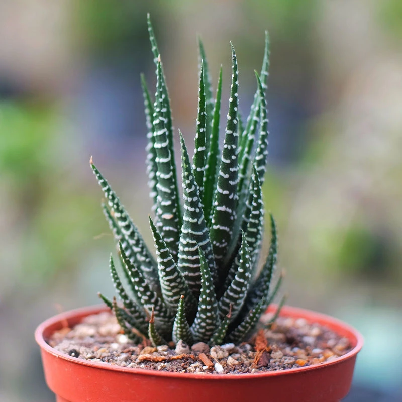 Haworthia Zebra -Gift Plants 1 Haworthia Zebra -Gift Plants