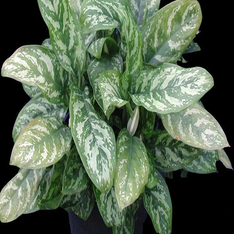 Aglaonema Malay Beauty - Indoor Plants 2 Aglaonema Malay Beauty - Indoor Plants - Image 2