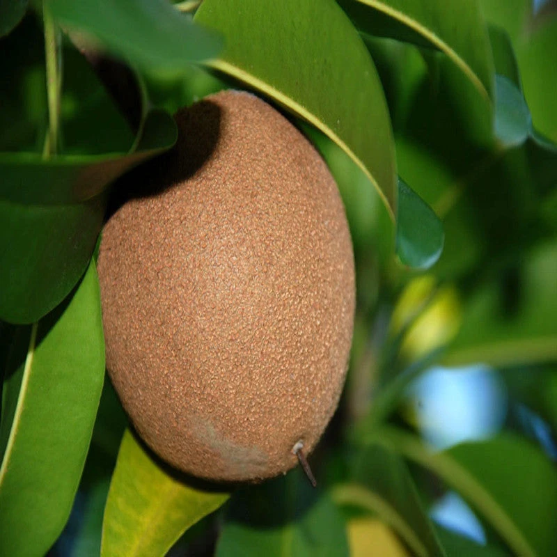 Chikoo-Pala(Grafted)- Fruit Plants & Tree 1 Chikoo-Pala(Grafted)- Fruit Plants & Tree