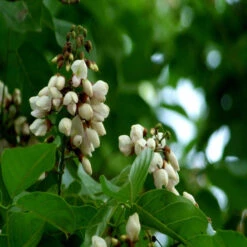 Pongamia/ Indian Beech Tree -Avenue Trees -Care Flowering Shop 1 7112b8de 360a 42be bd29 9e624031faba