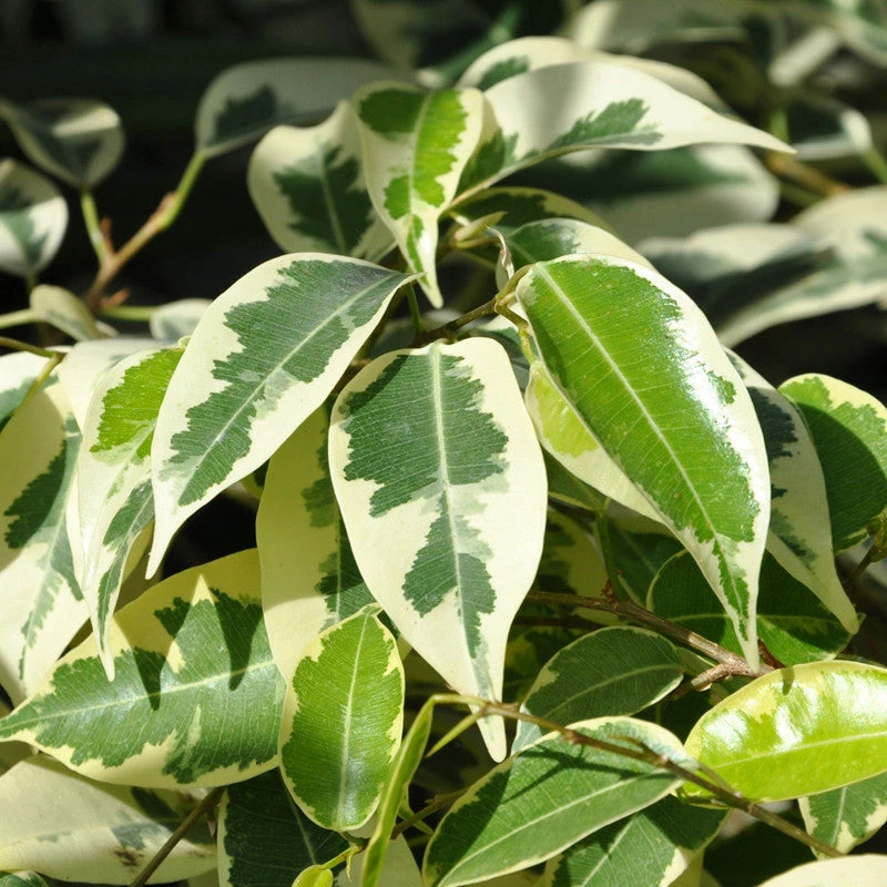 Ficus Benjamina Starlight - Indoor/Outdoor Ornamental Plants 2 Ficus Benjamina Starlight - Indoor/Outdoor Ornamental Plants - Image 2
