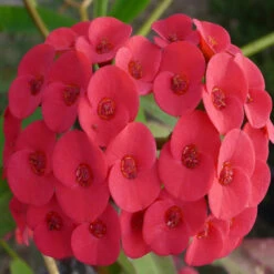 Euphorbia Milii/Crown Of Thorns New Hybrids Red- Cacti & Succulant