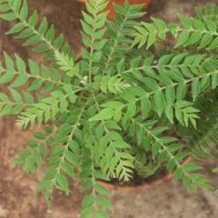 Thaiwan Curry Leaf - Herbs