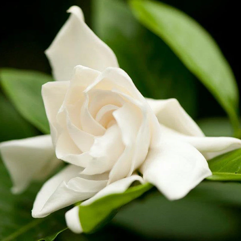 Gardenia/Jasmine Rose Regular - Top Perfuming - Fragrant Plants 2 Gardenia/Jasmine Rose Regular - Top Perfuming - Fragrant Plants - Image 2