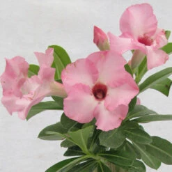 Adenium Baby Pink - Flowering Plants -Care Flowering Shop 1 908d0f99 af77 4027 96c8 c7679408ff63