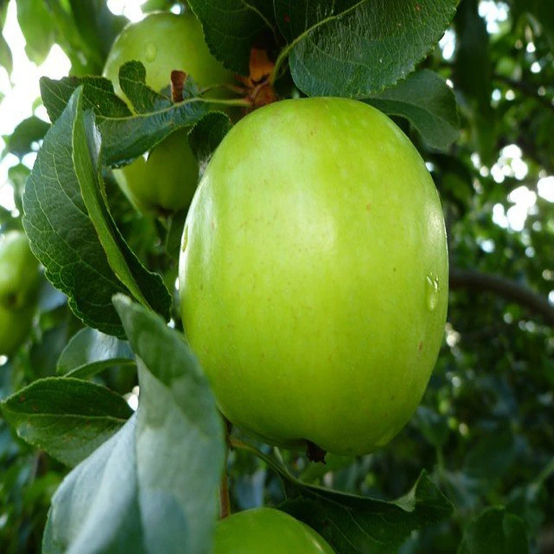 Apple Green (Grafted) - Fruit Plants & Tree 1 Apple Green (Grafted) - Fruit Plants & Tree