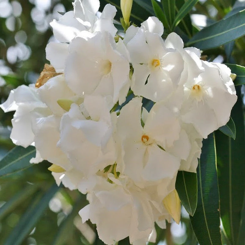 Nerium White Double - Flowering Shrubs 2 Nerium White Double - Flowering Shrubs - Image 2
