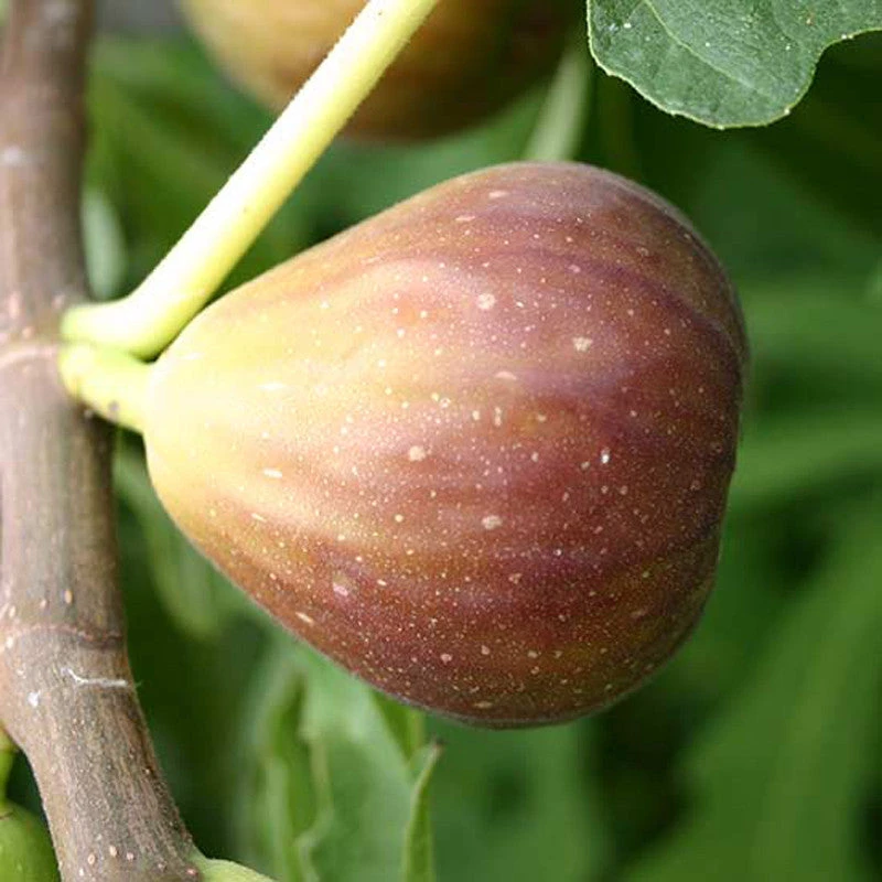 Fig Puna/Anjeer- Fruit Plants & Tree 1 Fig Puna/Anjeer- Fruit Plants & Tree
