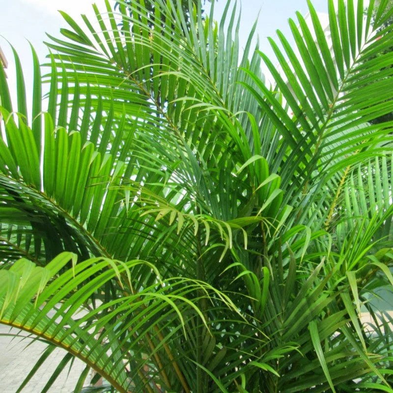 Areca Palm - Indoor/Outdoor Air-Purifying 2 Areca Palm - Indoor/Outdoor Air-Purifying - Image 2