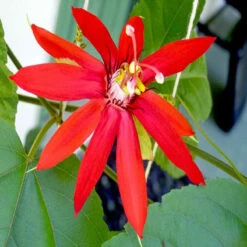 Scarlet Passion Flower Red- Creepers & Climbers