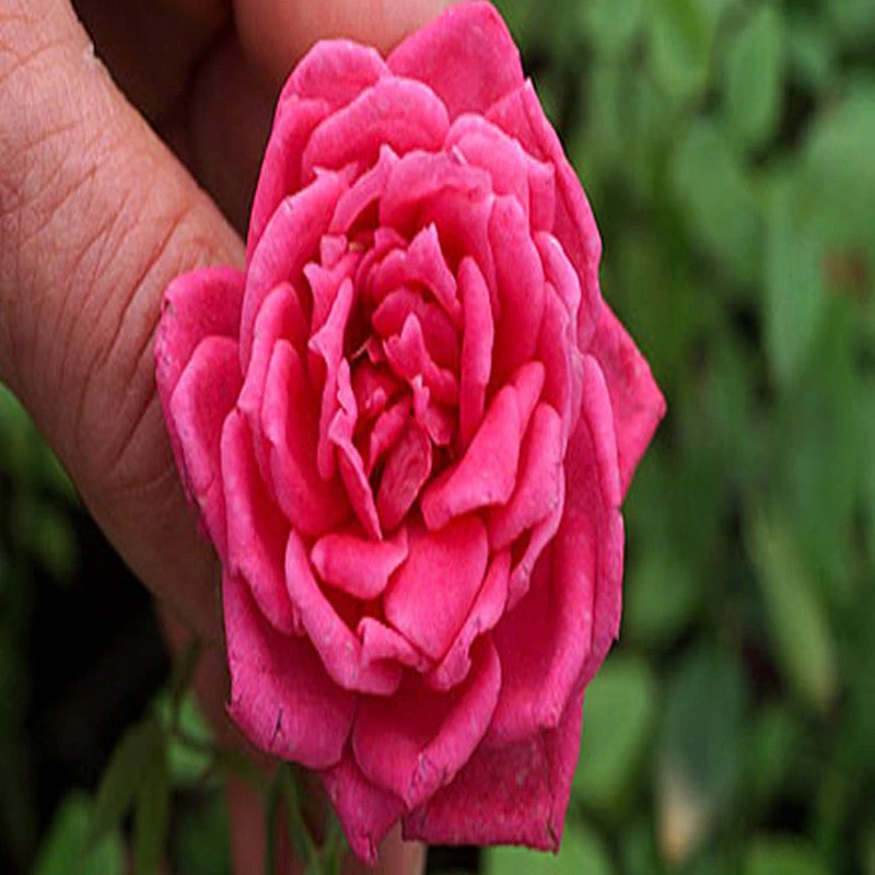 Button Rose Dwarf Pink - Flowering Plants 2 Button Rose Dwarf Pink - Flowering Plants - Image 2