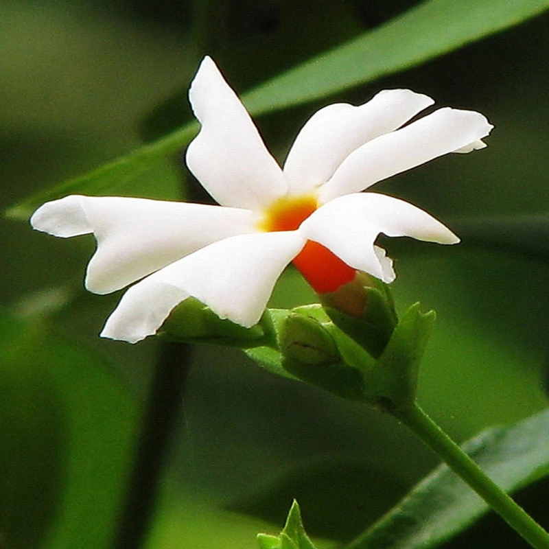 Coral Jasmine / Parijatham - Top Perfuming Plants 2 Coral Jasmine / Parijatham - Top Perfuming Plants - Image 2