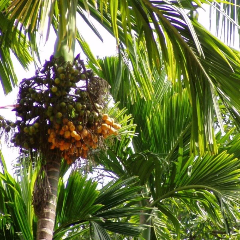 Betel Nut/Areca Nut - Fruit Plants & Tree 1 Betel Nut/Areca Nut - Fruit Plants & Tree