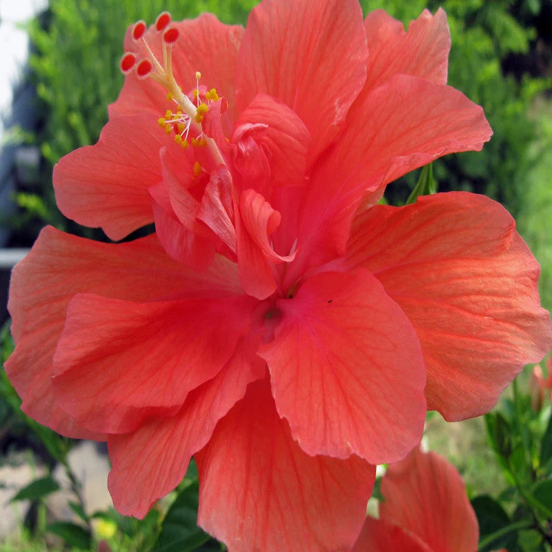 Hibiscus Red DOUBLE - Flowering Shrubs 2 Hibiscus Red DOUBLE - Flowering Shrubs - Image 2