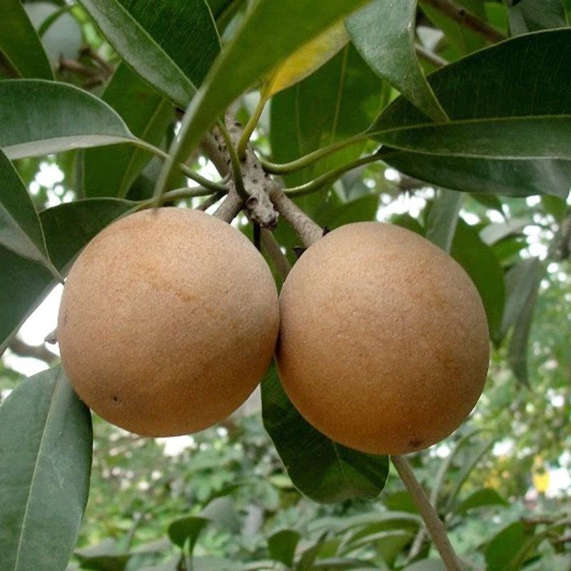 Chikoo-Kalapatti(Grafted)- Fruit Plants & Tree 1 Chikoo-Kalapatti(Grafted)- Fruit Plants & Tree