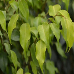 Ficus Benjamina Gold - Indoor/Outdoor Ornamental Plants -Care Flowering Shop 1 f63a960a 84b2 41a0 82d3 791bb705b37d
