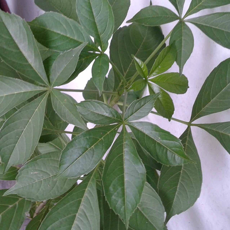 Kalpa Vriksha - Avenue Trees 2 Kalpa Vriksha - Avenue Trees - Image 2