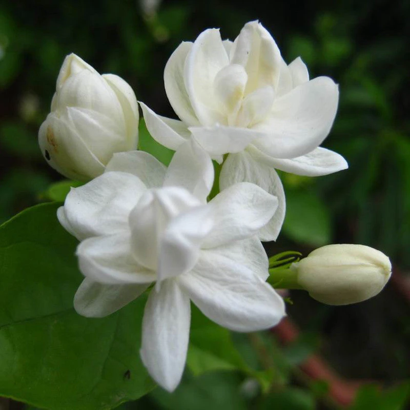 Jasmine Mini/Mogra - Flowering Shrubs 2 Jasmine Mini/Mogra - Flowering Shrubs - Image 2