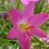 Rain Lily Pink- Flowering Plants