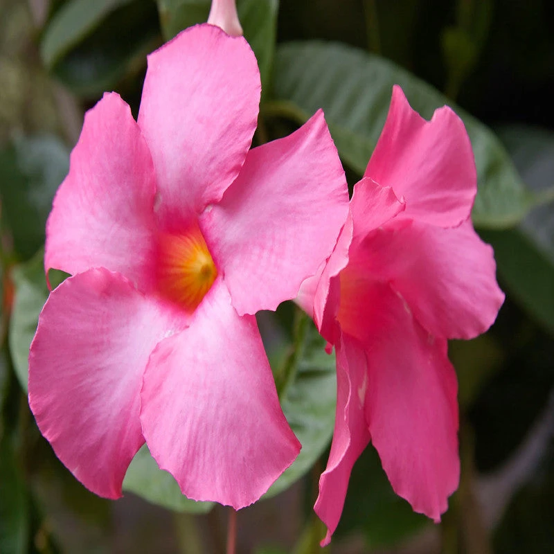 Mandevilla Pink Single - Creepers & Climbers 2 Mandevilla Pink Single - Creepers & Climbers - Image 2