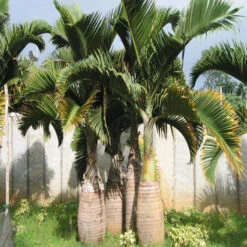 Champagne Palm - Palms 6 Champagne Palm - Palms -Care Flowering Shop 2 173593e3 779f 4e8b b1a6 5a91a19d0538