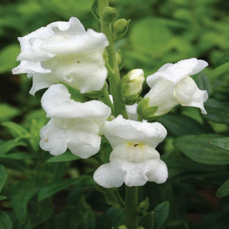 Antirrhinum White- SEASONALS 2 Antirrhinum White- SEASONALS - Image 2